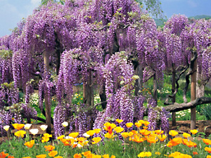 あしかがフラワーパーク